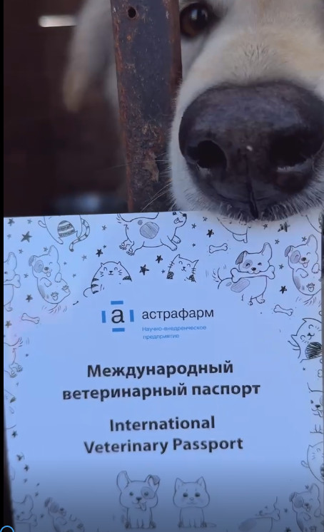 Видео: передача помощи приюту