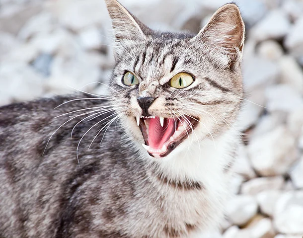 Кошка просит кота. Как её успокоить?